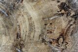Detailed Petrified Wood (Araucaria) Slab - Madagascar #81440-1